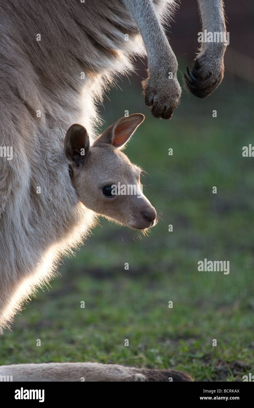 Western grey Kangaroo joey in pouch Stock Photo Alamy