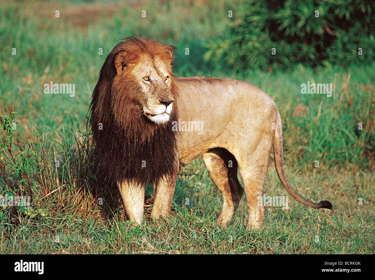 Mature male Lion with black mane Serengeti National Park Tanzania East Africa Stock Photo