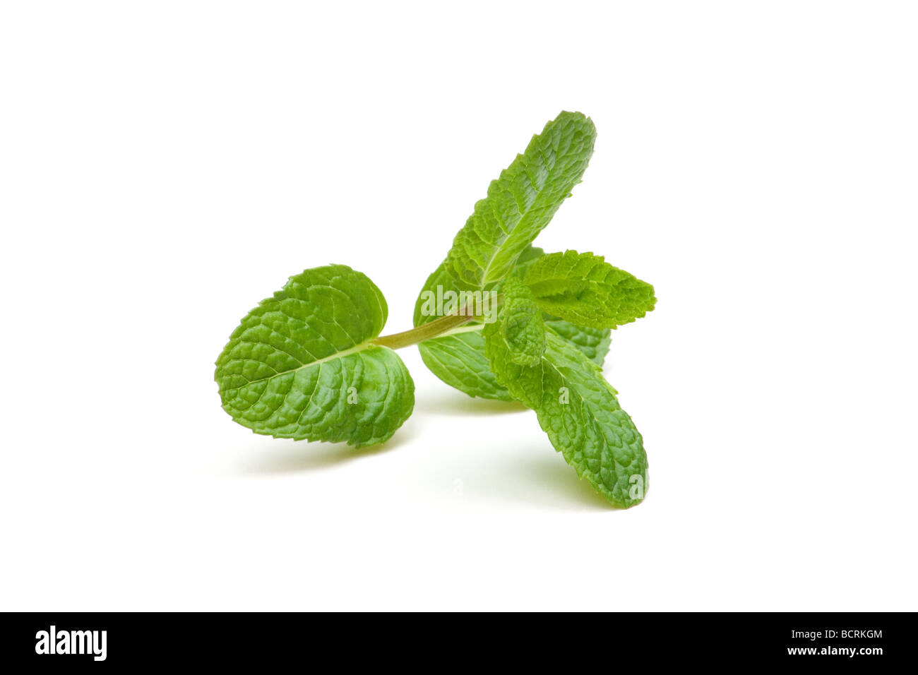 Fresh mint sprig with leaves on white background Stock Photo