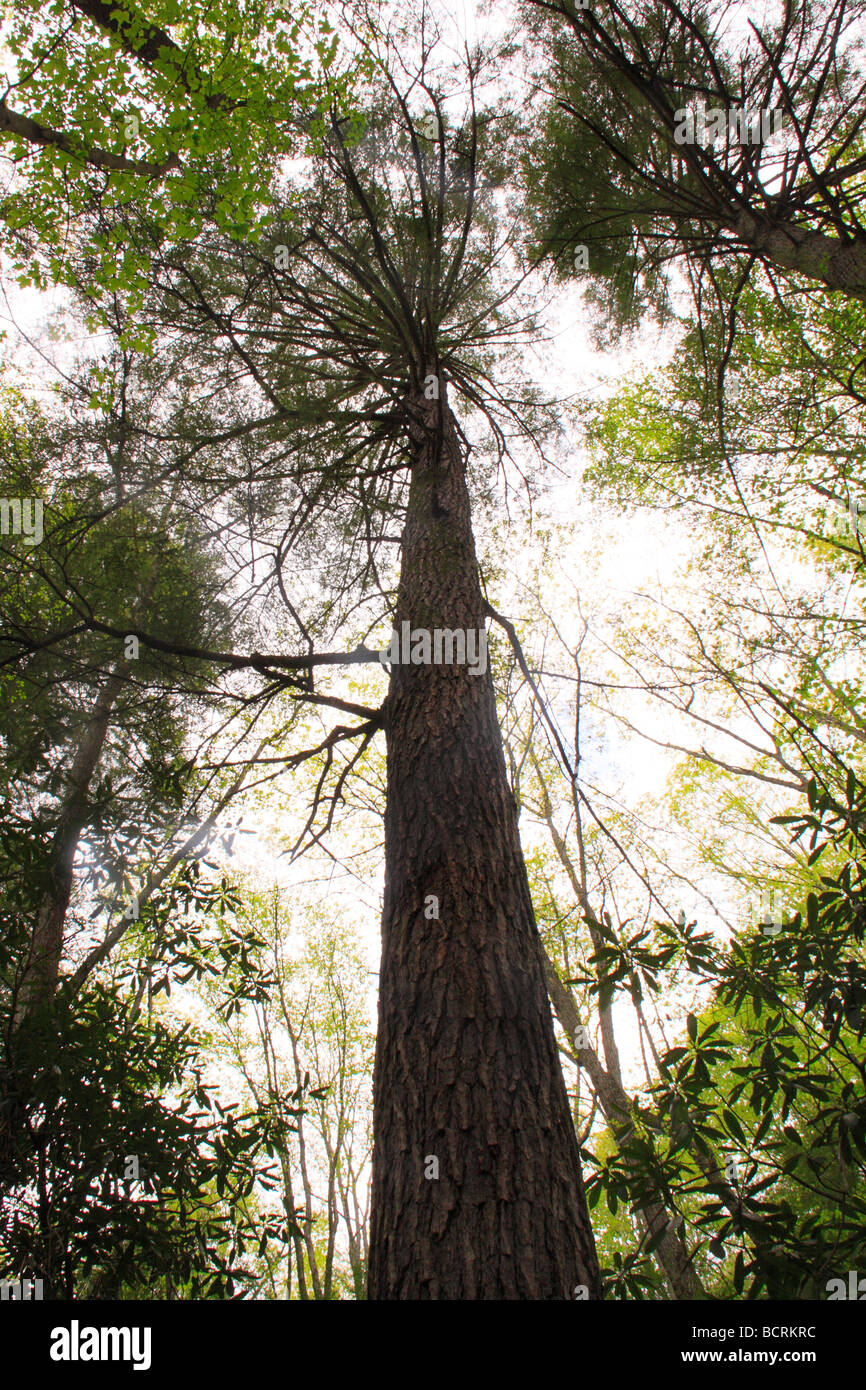 Hemlock trees Hemlock Garden Preserve and Trail Pine Mountain State