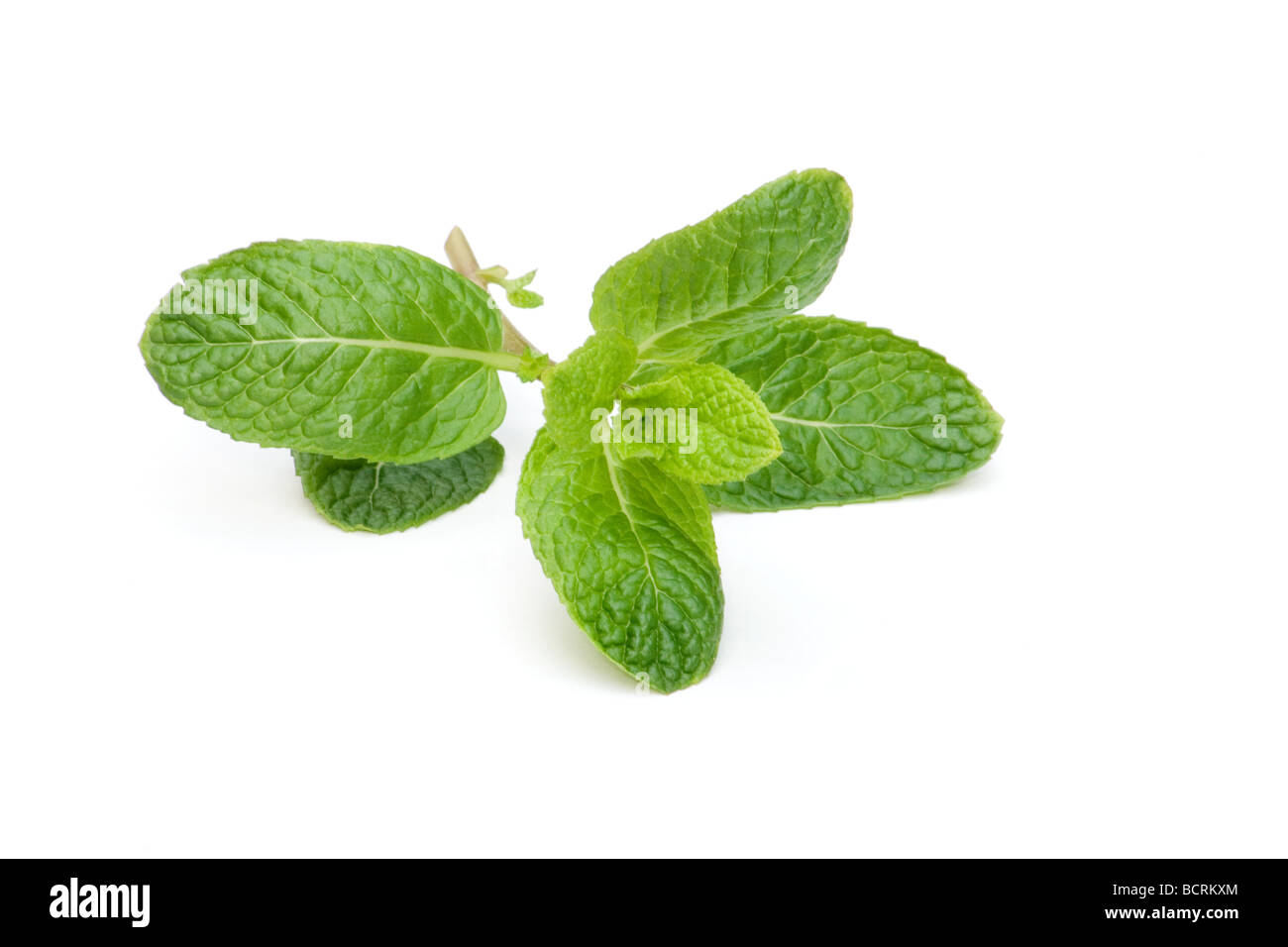Fresh mint sprig with leaves on white background Stock Photo