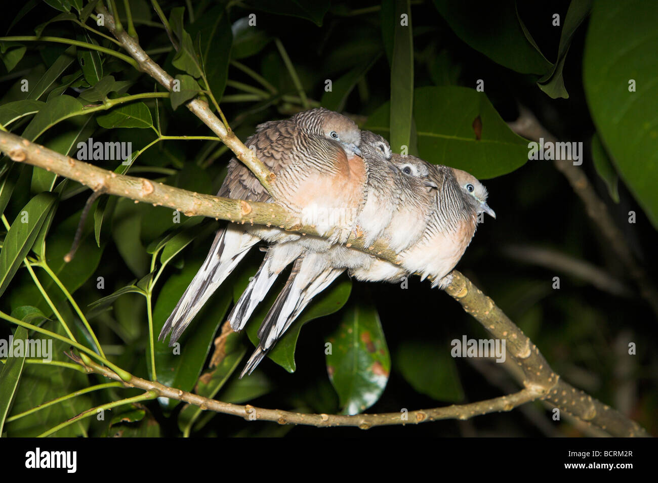 Zebra (Barred Ground) Dove Geopelia striata foursome roosting on branch at night on Mahé, Seychelles in May. Stock Photo