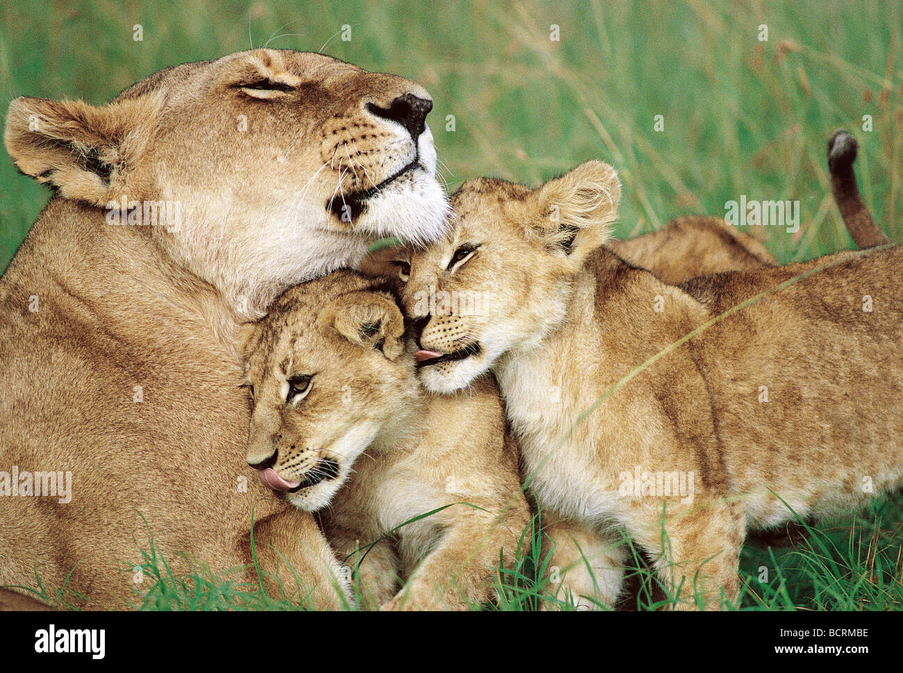 Lioness cuddling two 2 cubs Masai Mara National Reserve Kenya East Africa Stock Photo