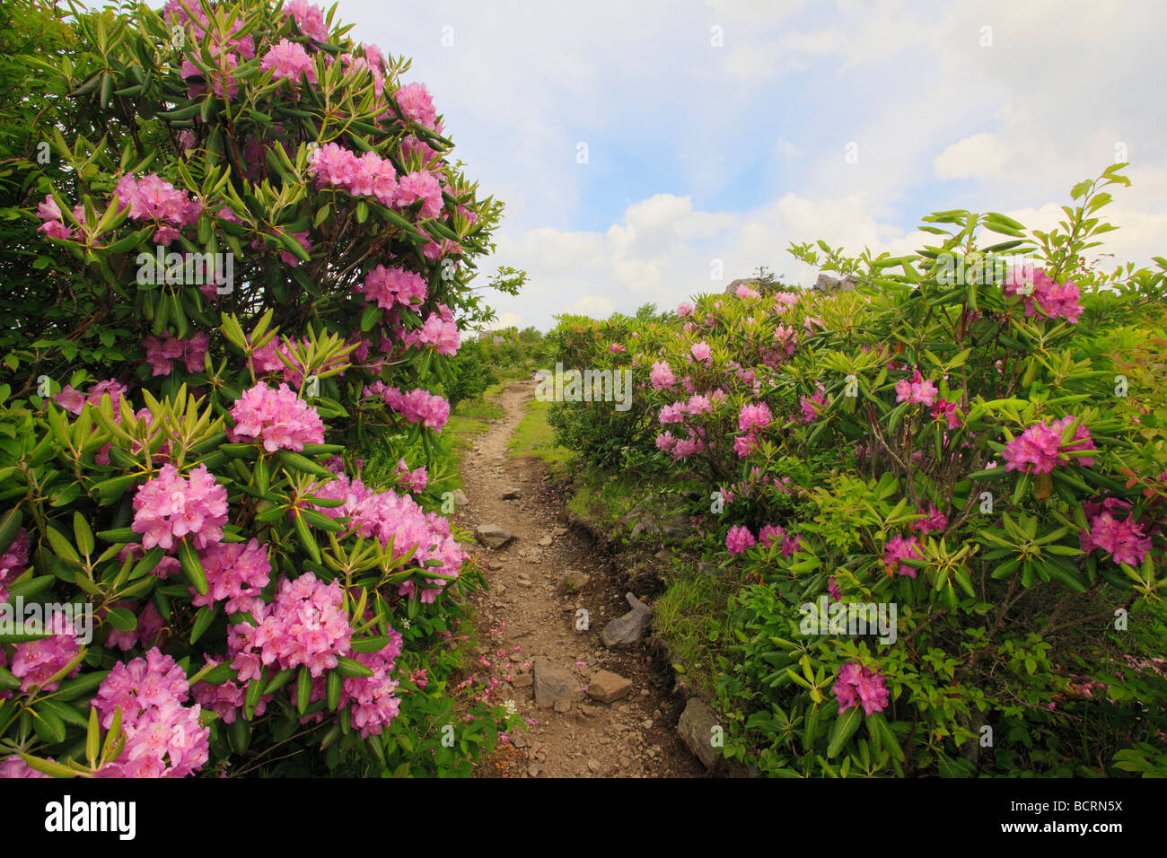 Rhododendron along Appalachian Trail Grayson Highlands State Park Virginia Stock Photo