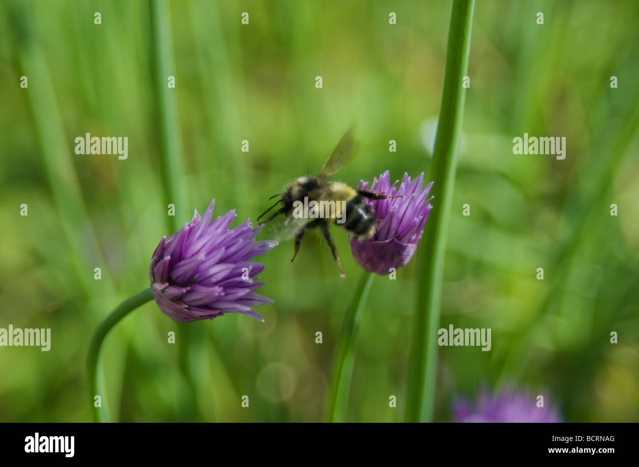 Bee harvesting pollen from chives Stock Photo Alamy
