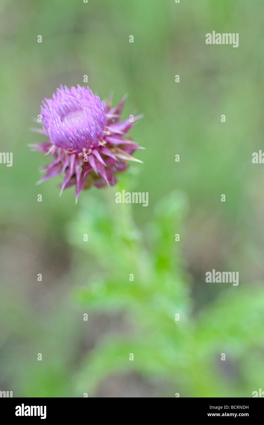 Thistle flower Stock Photo Alamy