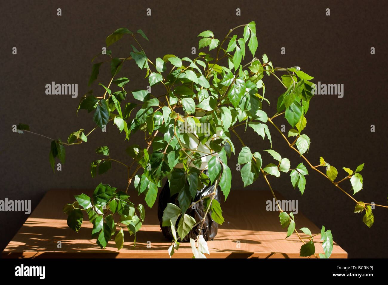 cissus rhombifolia Stock Photo