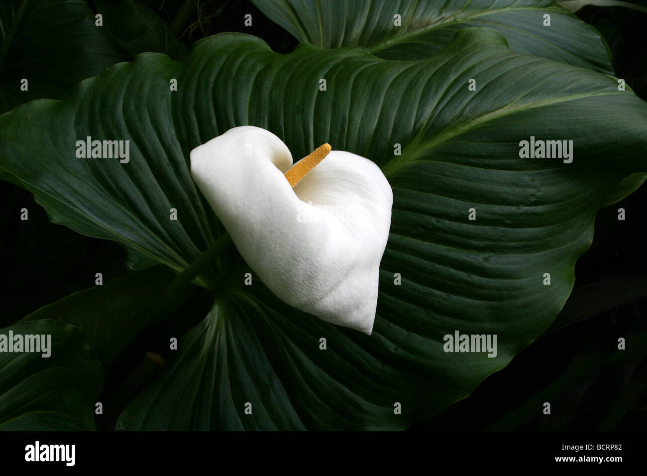 White Arum Lily Zantedeschia aethiopica Taken At Calderstones Park, Liverpool, UK Stock Photo