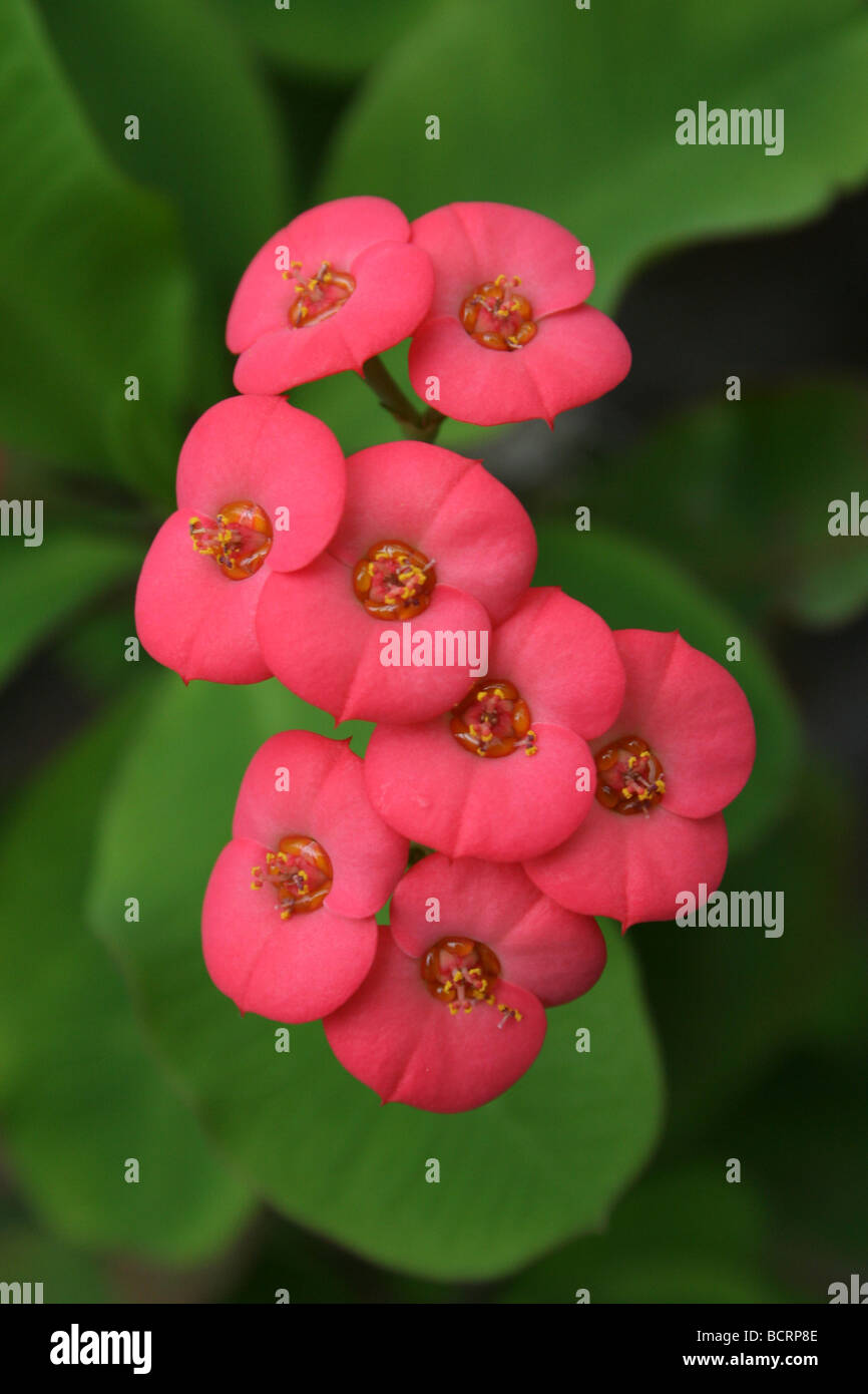 chinese fringe plant Razzleberri Chinese Fringe Flower main image 0