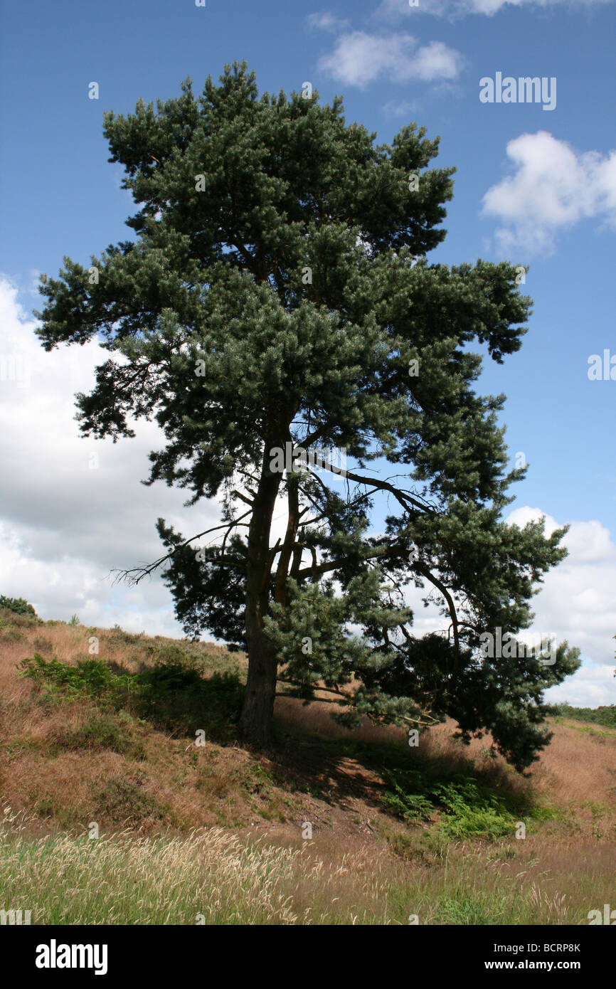 Scots Pine Tree Pinus sylvestris On Cannock Chase, England, UK Stock Photo