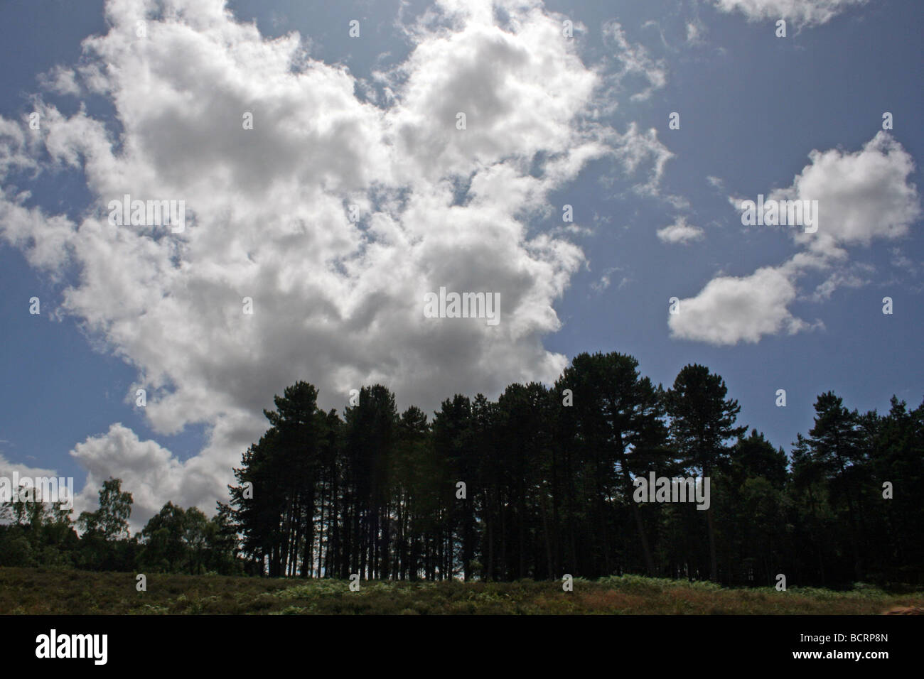 Billowing Clouds Over A Stand Of Scots Pine Trees Pinus sylvestris On Cannock Chase, England, UK Stock Photo