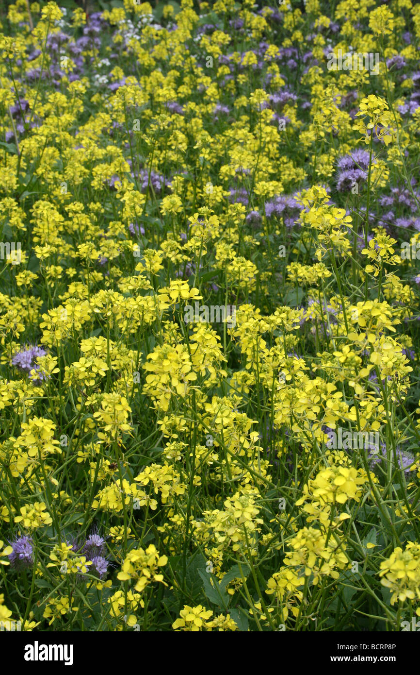 Indian Mustard Brassica juncea Taken In Croxteth Hall Walled Garden, Liverpool, England, UK Stock Photo