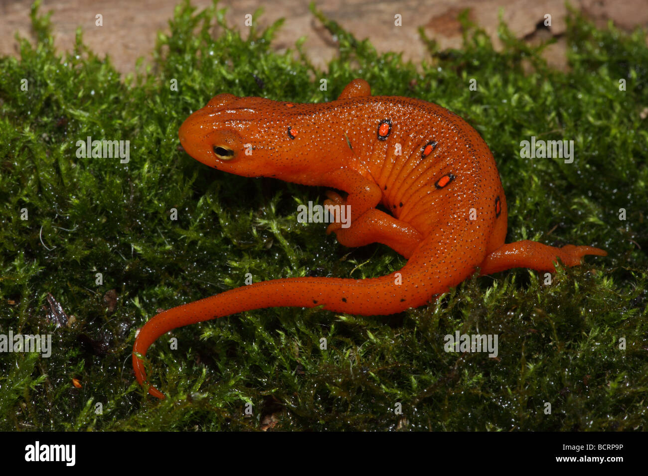 Red Eft - Terrestrial juvenile stage of Red Spotted Newt (Notophthalmus viridescens viridescens) New York - USA Stock Photo