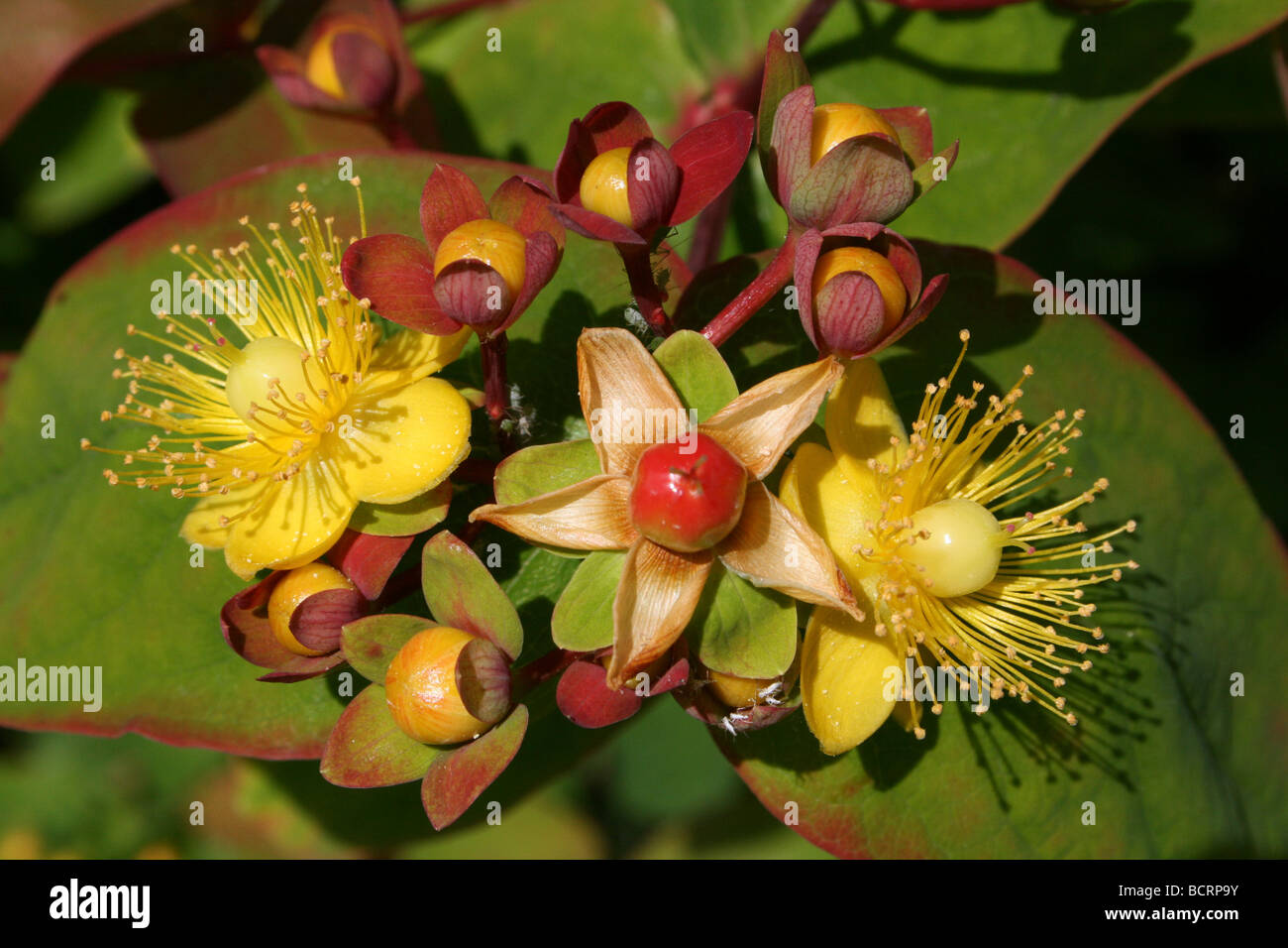 The Perennial Shrub Tutsan Hypericum androsaemum Taken At Martin Mere WWT, Lancashire UK Stock Photo