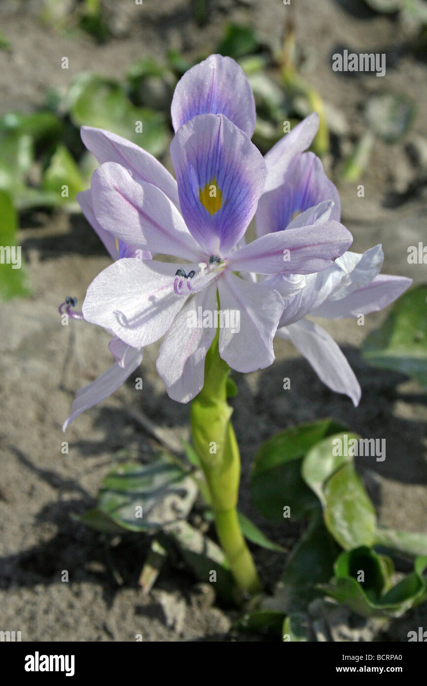 Common Water Hyacinth (Meteka) Eichhornia crassipes Taken On the Brahmaputra River, Assam, India Stock Photo