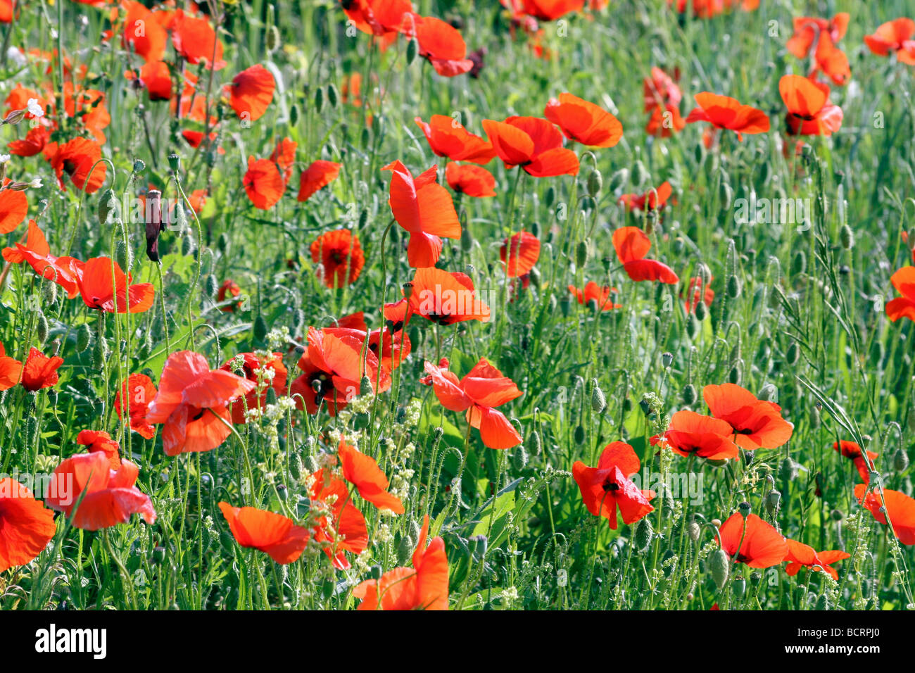Field Poppies Papaver rhoeas Stock Photo