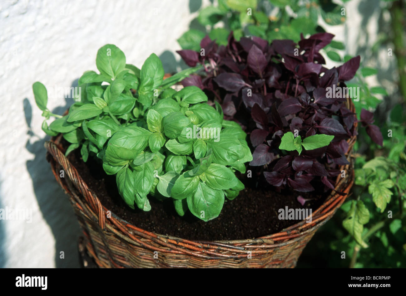 Basil plants growing in basket Stock Photo Alamy