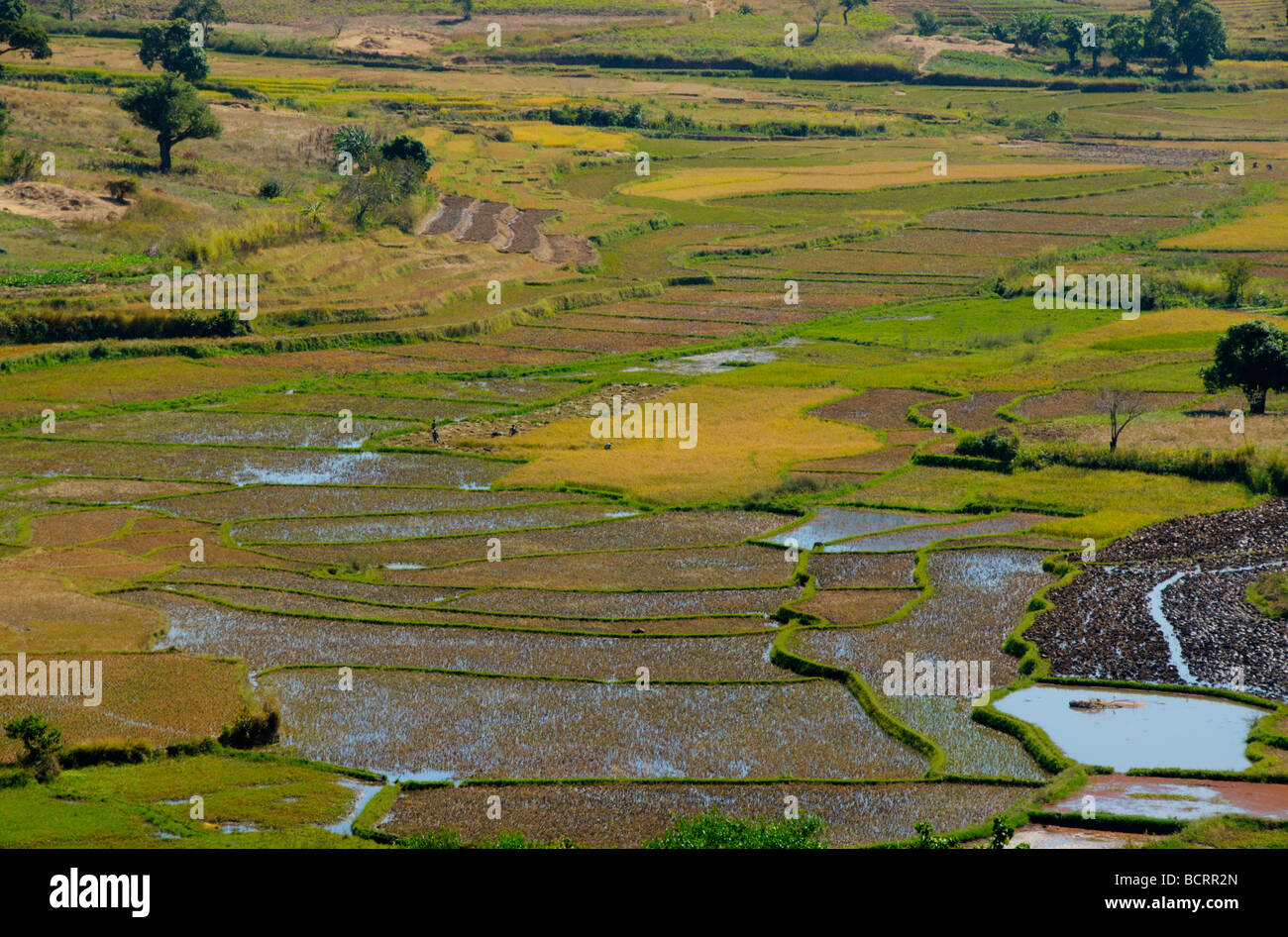 Irrigated rice hi-res stock photography and images - Alamy