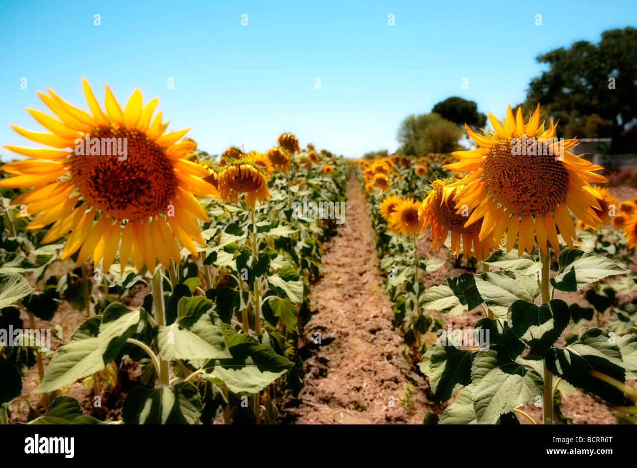 Sunflower field in Andalucia, Spain Stock Photo Alamy