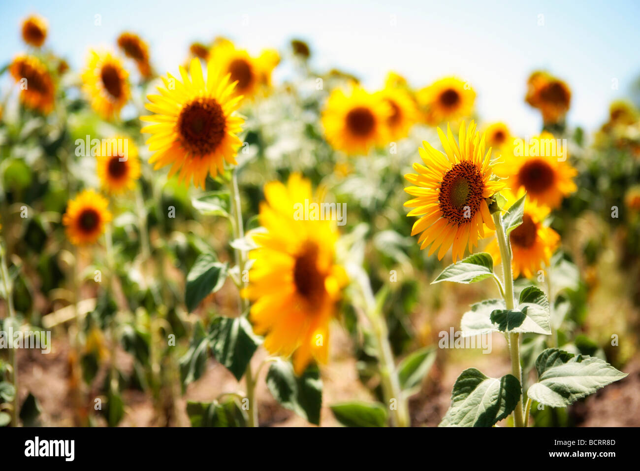 Sunflower field in Andalucia, Spain Stock Photo Alamy