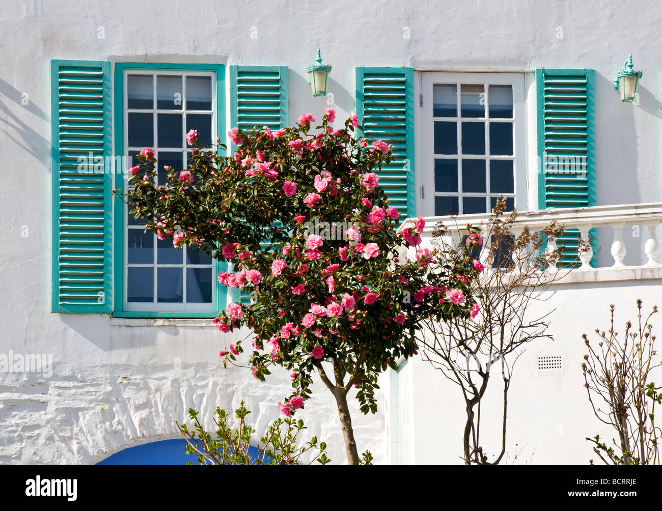 Stunning Rose Bush in the Shadow of The Portmeirion Hotel, Portmeirion, Gwynedd, North Wales, UK Stock Photo