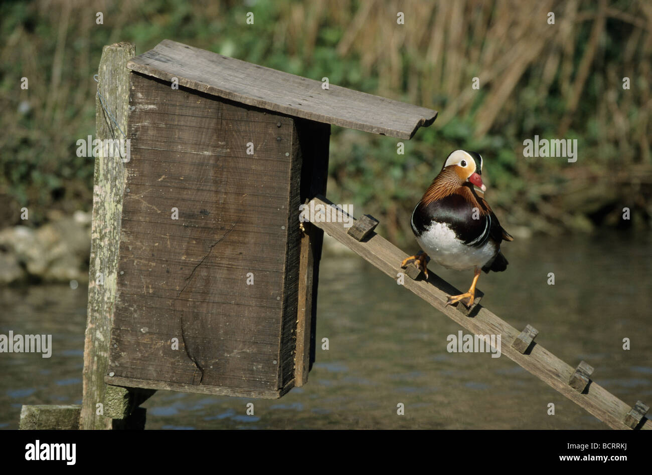Mandarin Duck on nest box Aix galericulata Stock Photo Alamy