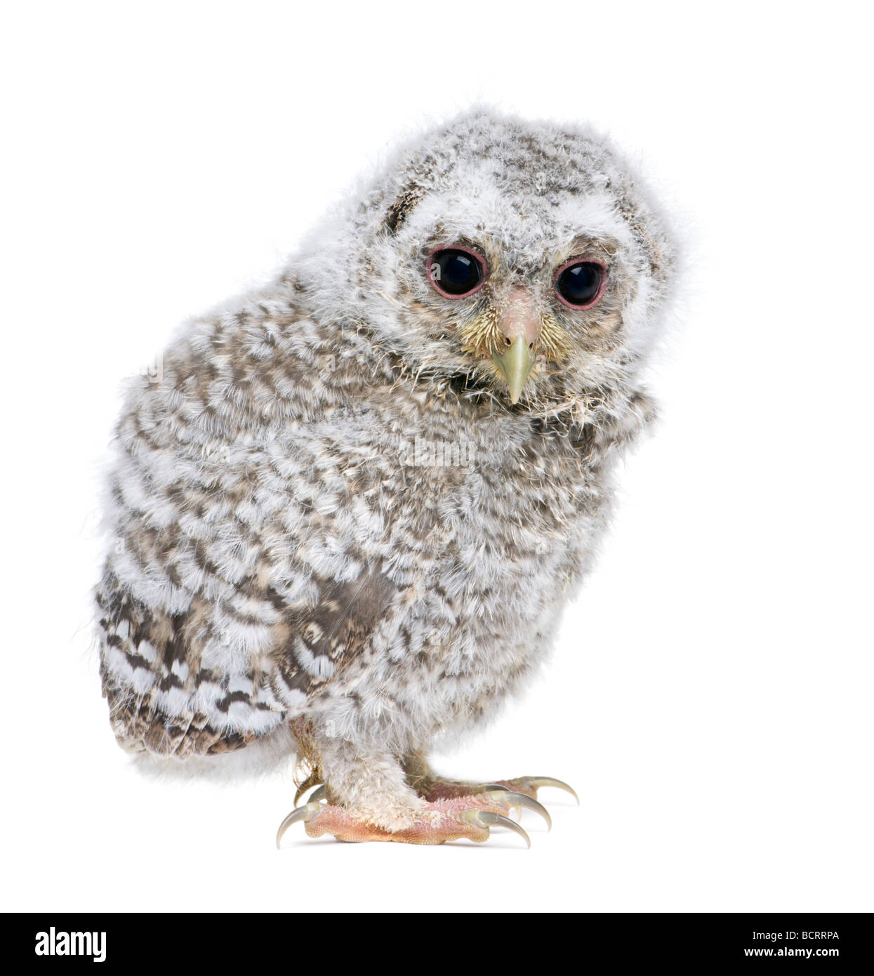 Owlet, Athene noctua, 4 weeks old, in front of a white background, studio shot Stock Photo