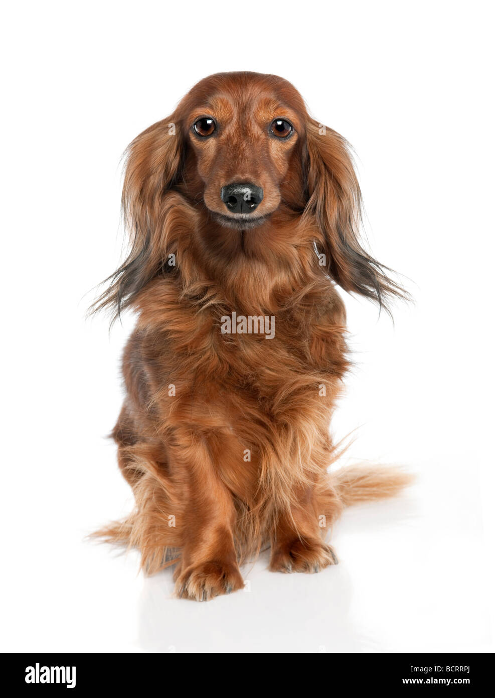 Dachshund, 7 years old, in front of a white background, studio shot Stock Photo