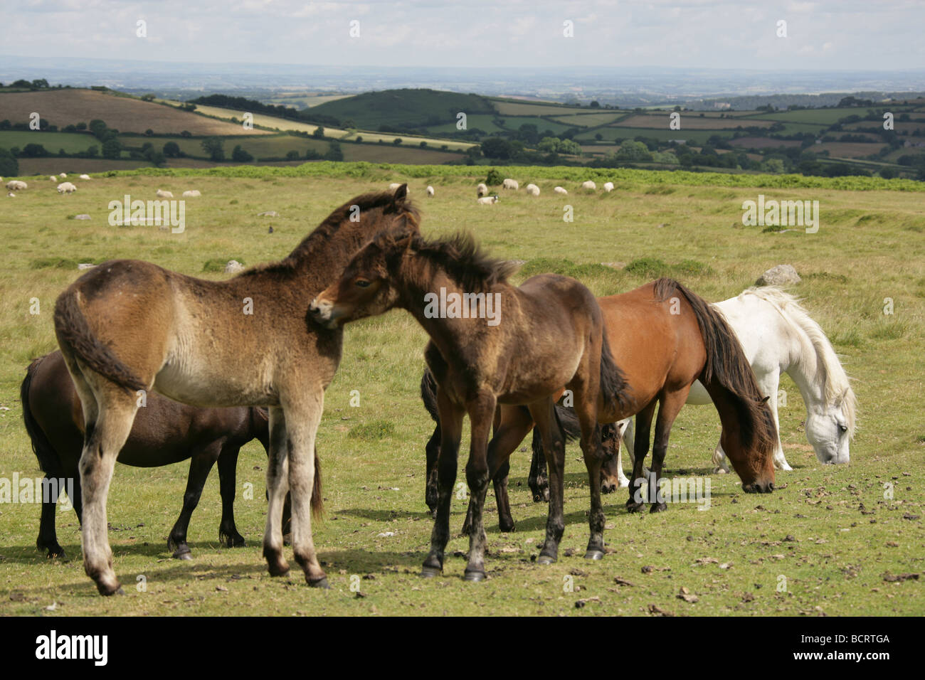 Area of Dartmoor, England. Feral Dartmoor ponies grazing with Dartmoor National Park in the background. Stock Photo