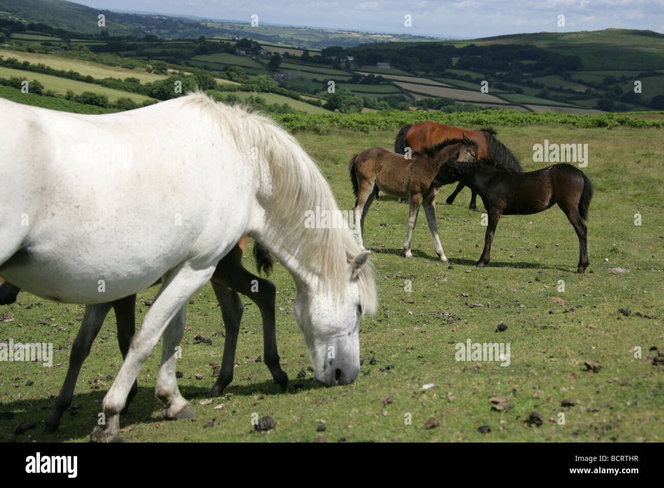 Area of Dartmoor, England. Feral Dartmoor ponies grazing with Dartmoor National Park in the background. Stock Photo