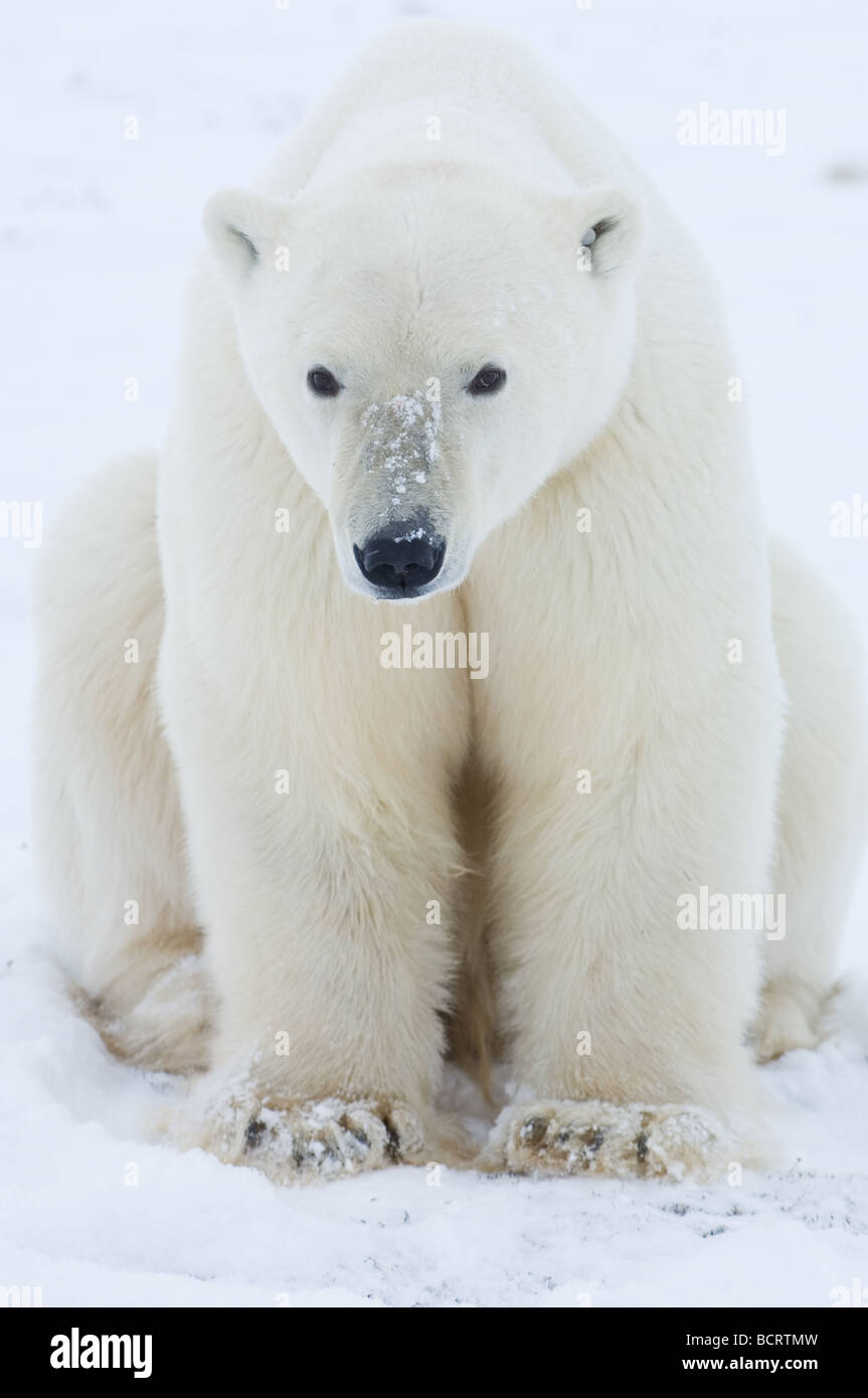 Polar bear large male portrait Stock Photo