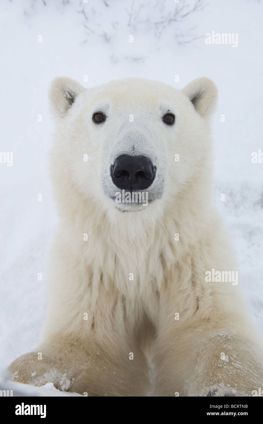 Polar bear looking up into tundra buggy filming vehicle Stock Photo