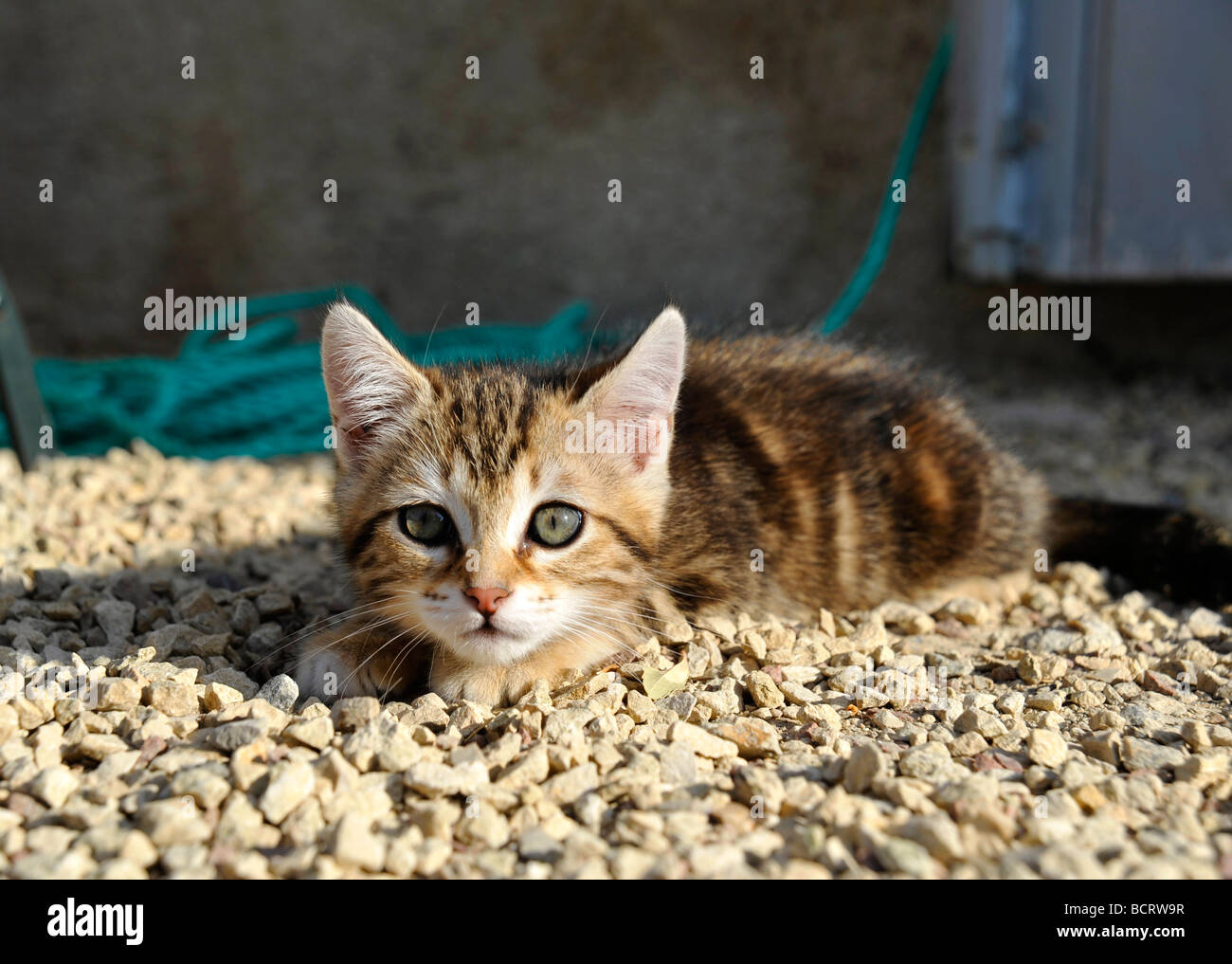 Young tabby kitten Stock Photo - Alamy