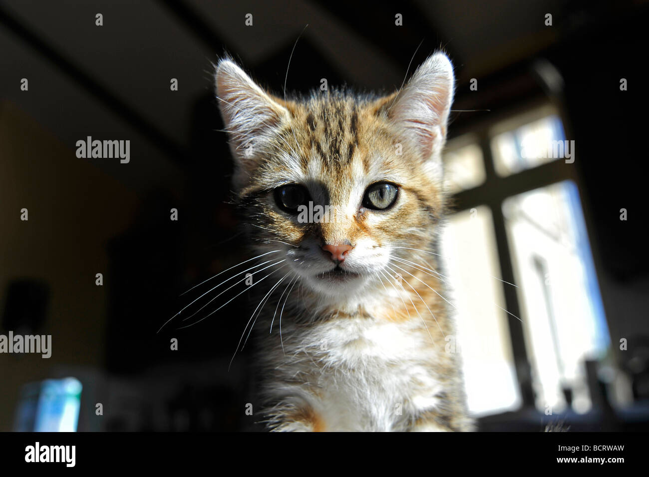 Young tabby kitten Stock Photo - Alamy