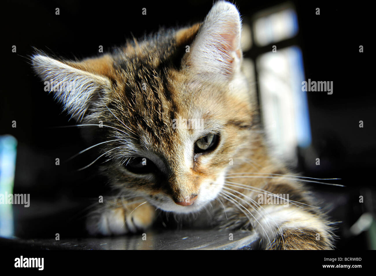 Young tabby kitten Stock Photo - Alamy