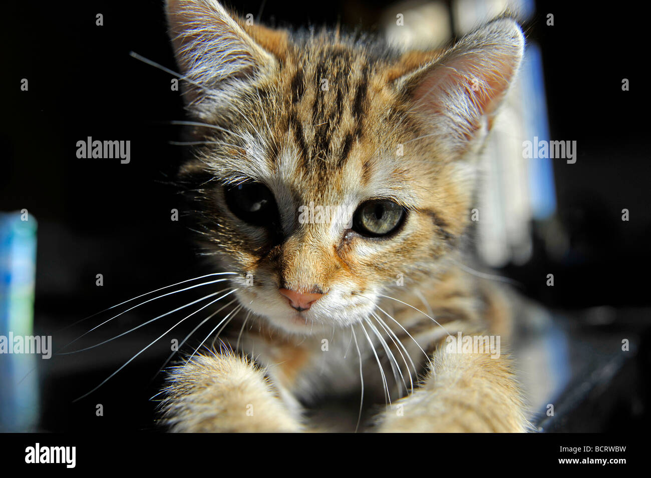 Young tabby kitten Stock Photo - Alamy