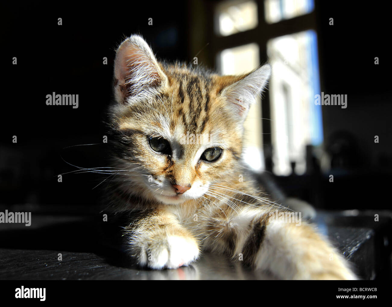 Young tabby kitten Stock Photo - Alamy