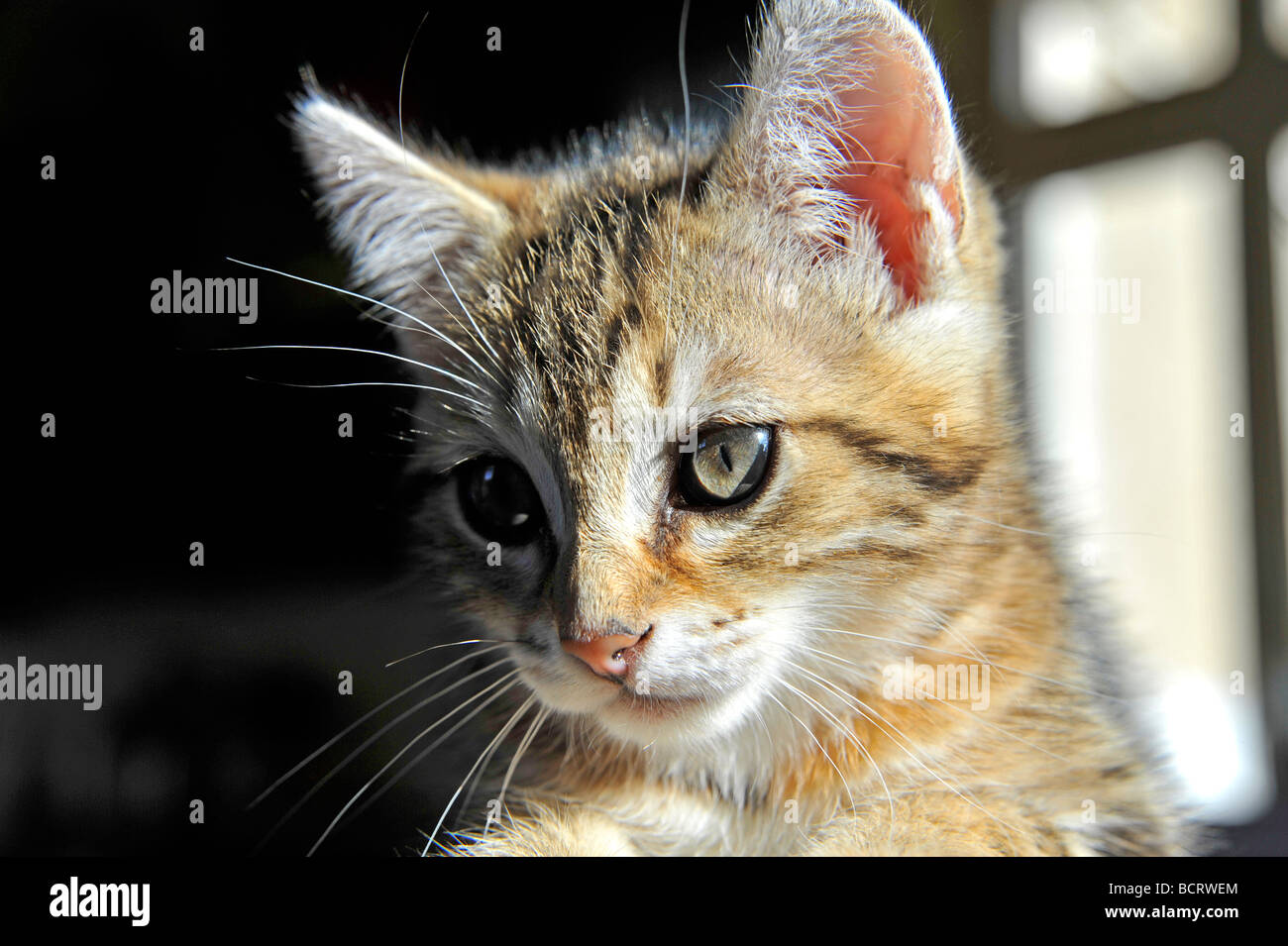 Young tabby kitten Stock Photo - Alamy
