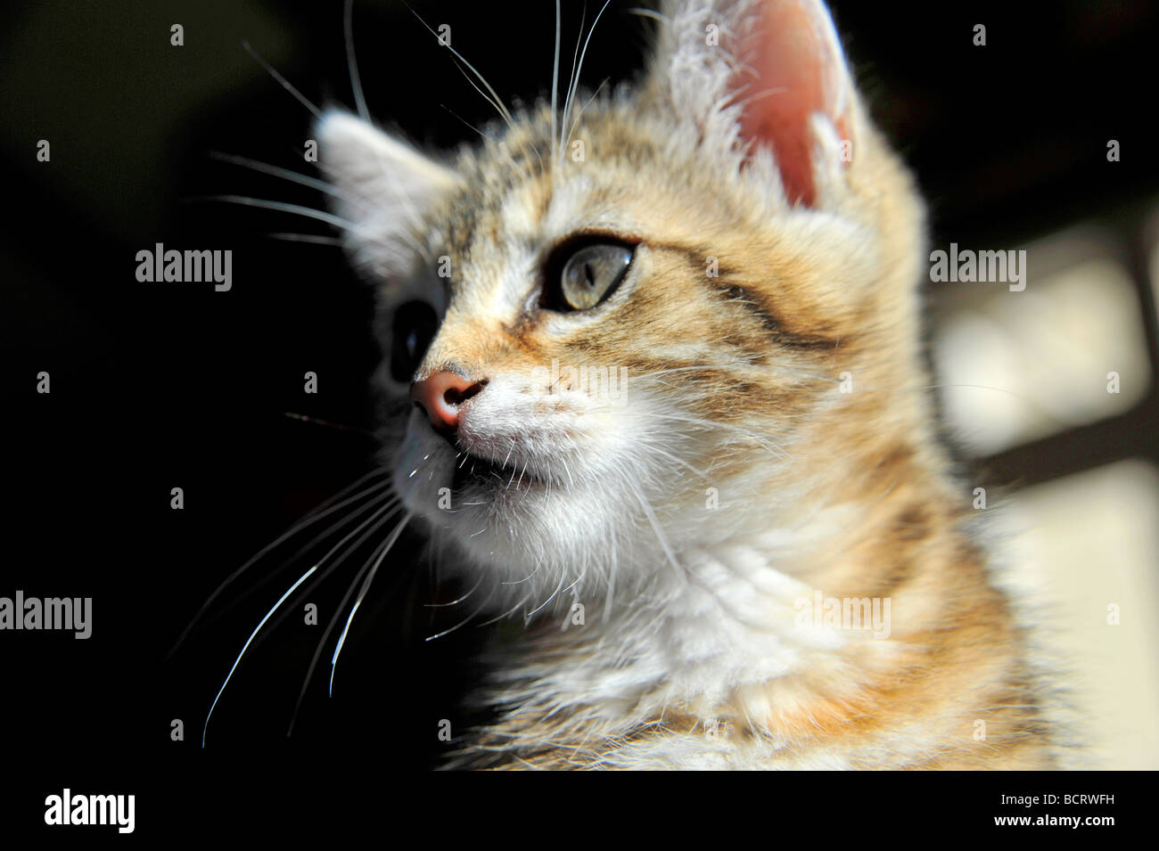 Young tabby kitten Stock Photo