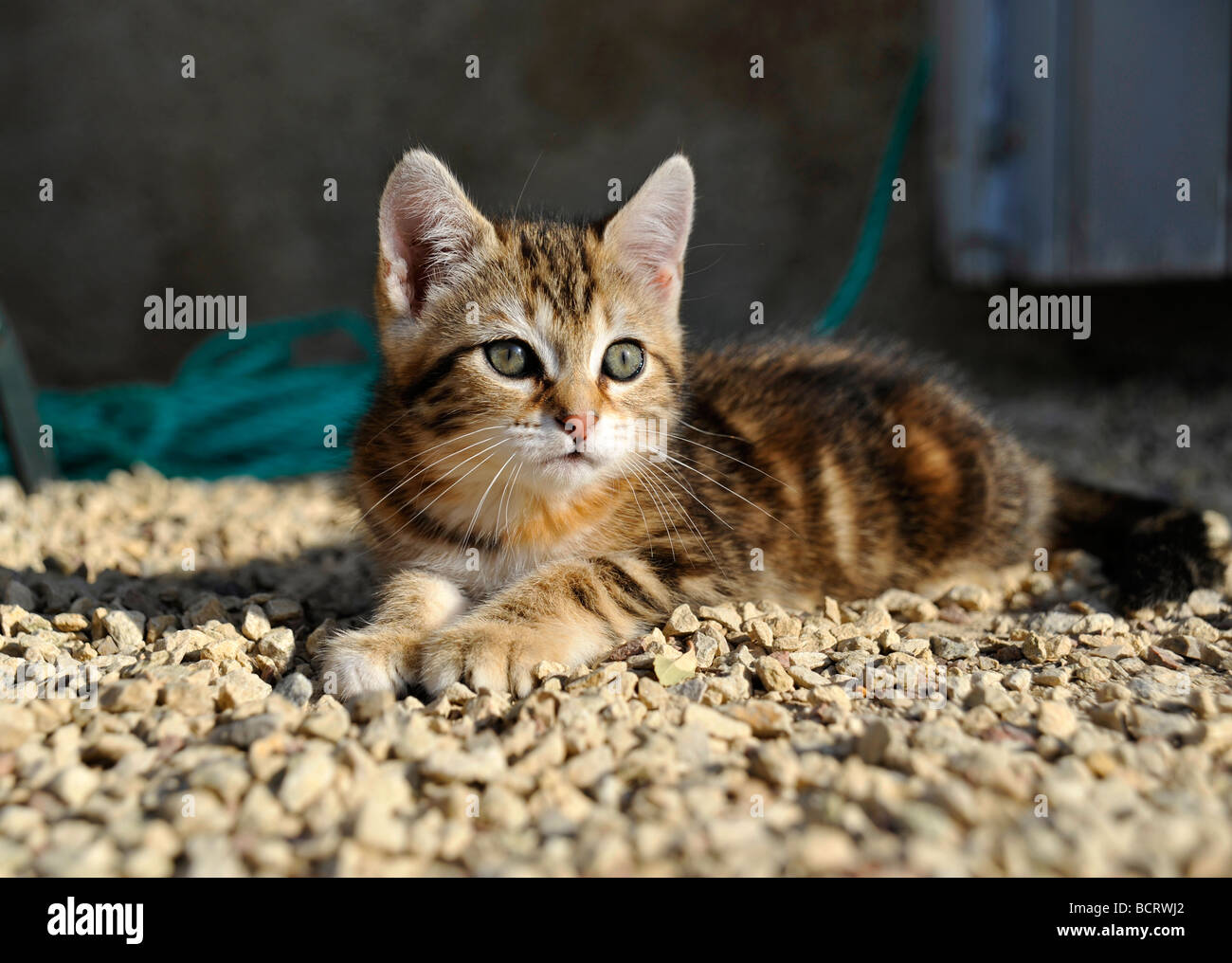 Young tabby kitten Stock Photo