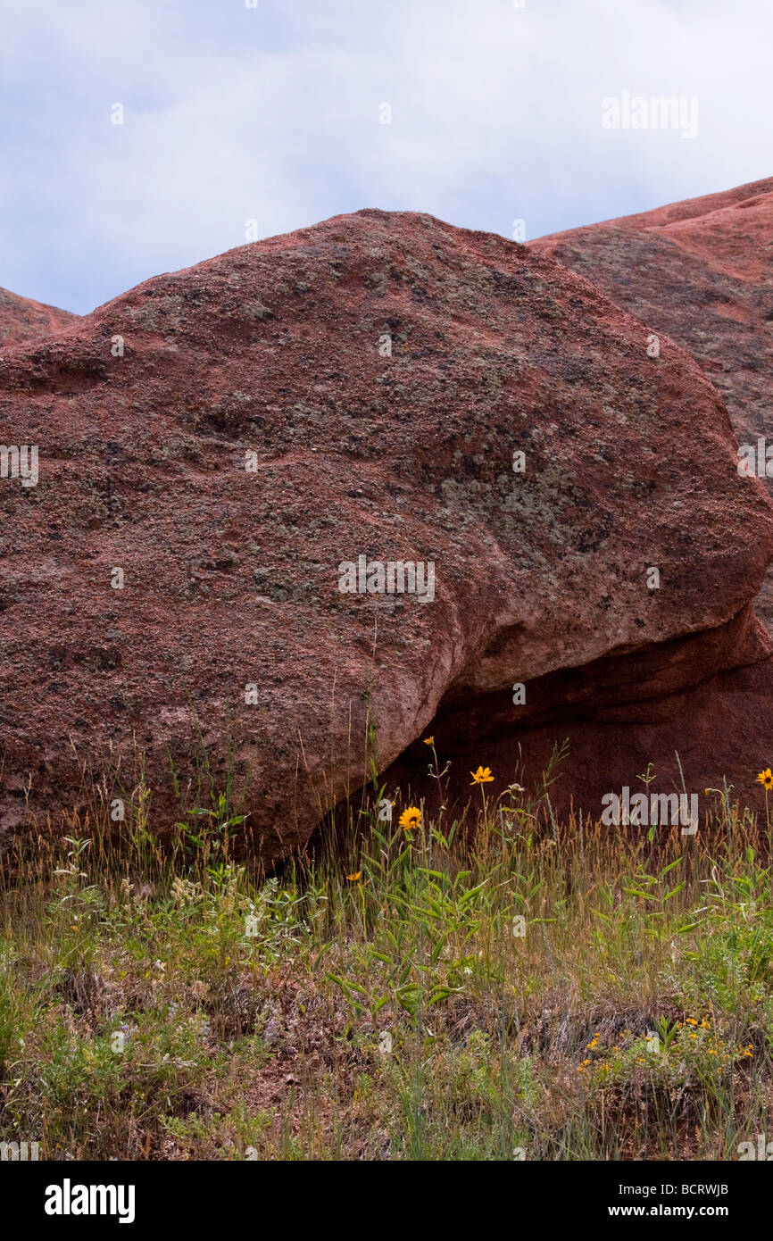 Flower flowers plant rocks hi-res stock photography and images - Alamy