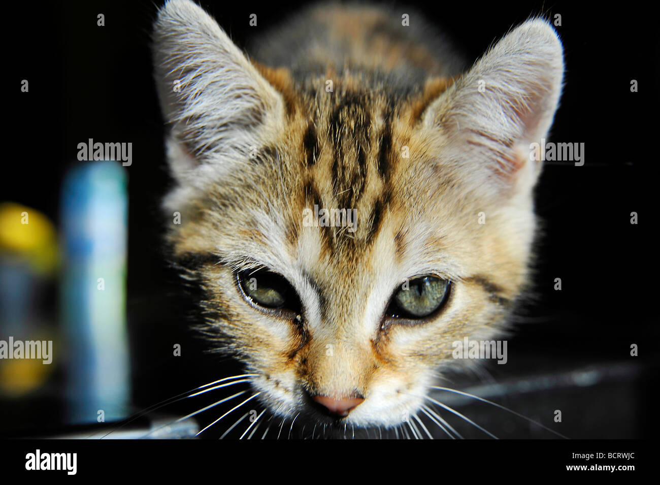 Young tabby kitten Stock Photo - Alamy