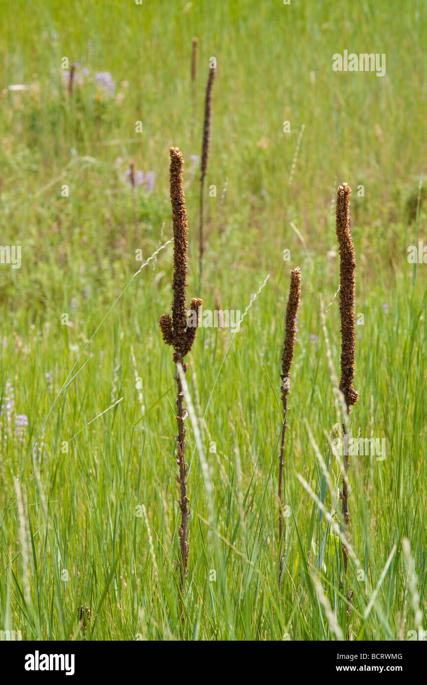 Weeds in a field hi-res stock photography and images - Alamy
