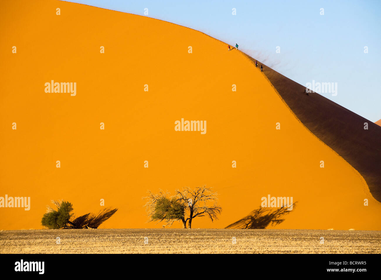 africa Namibia Sossusvlei dune sand bush tree dry dried shade form Vlei desert waste land wilderness waste cold desert harsh Stock Photo