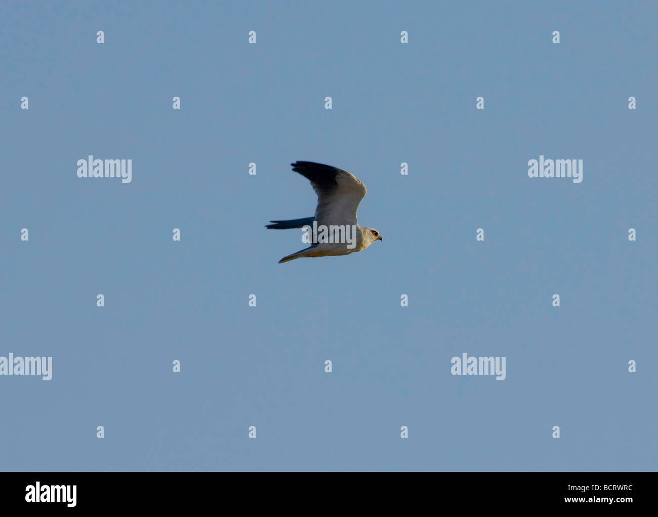 Blackwinged Kite also called Black shouldered Kite Elanus caeruleus