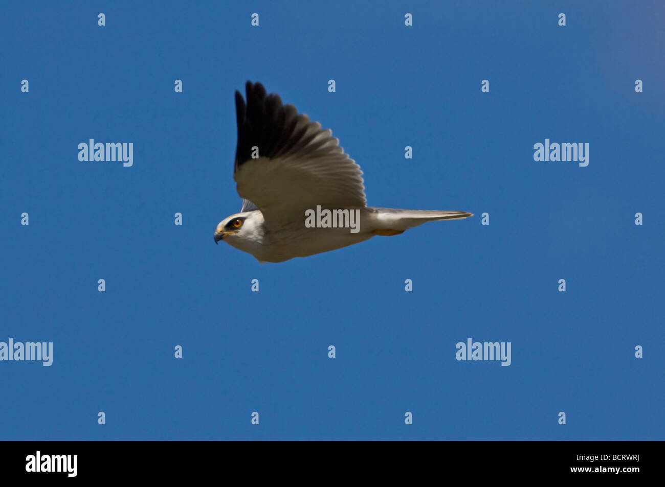 Blackwinged Kite also called Black shouldered Kite Elanus caeruleus
