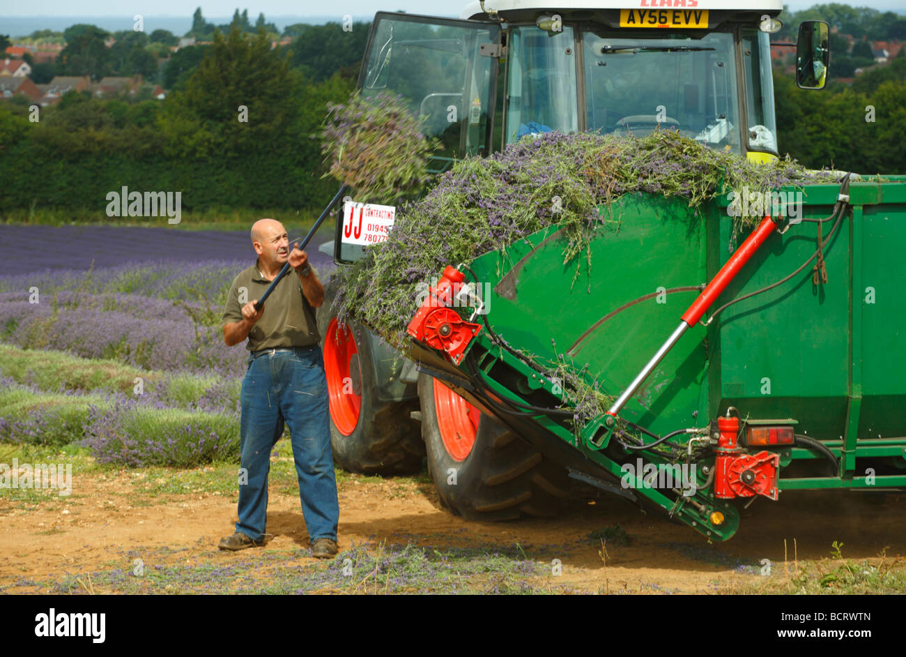 A farm worker loading freshly harvested lavender onto a tractor. Stock Photo