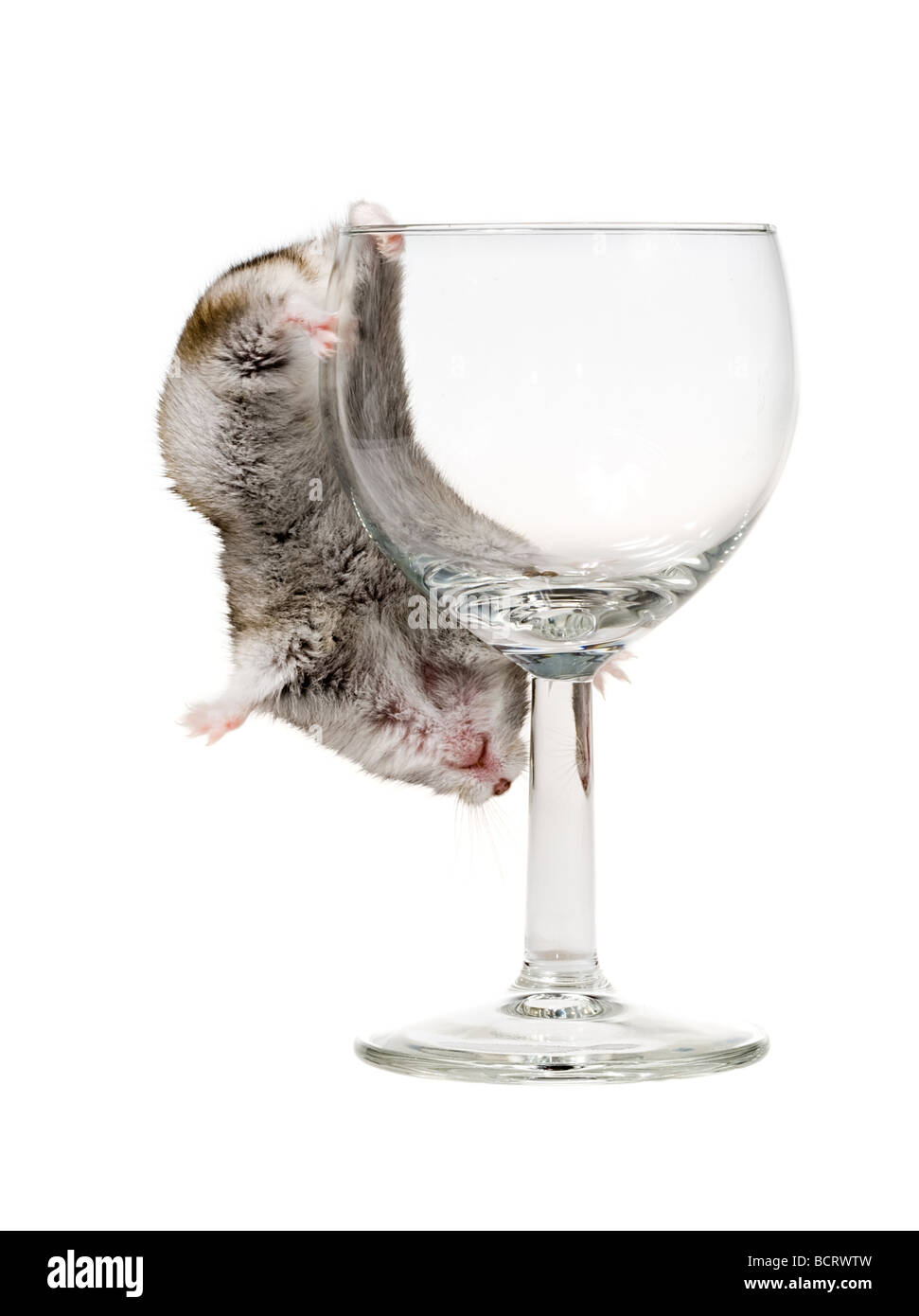 Thirsty hamster Cut Out Stock Images & Pictures - Alamy