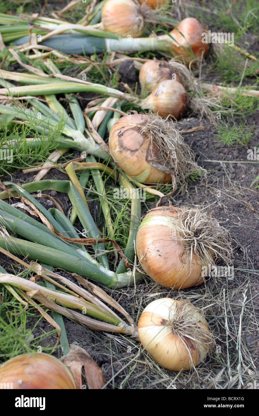 Gardening allotment detail hi-res stock photography and images - Alamy
