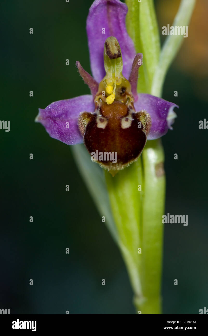Close-up of a Bee Orchid in an English meadow Stock Photo